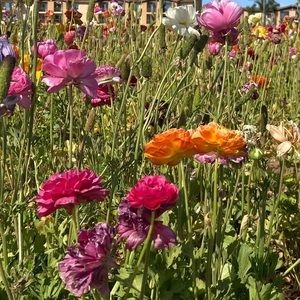 Meet your Posher, Sabrina